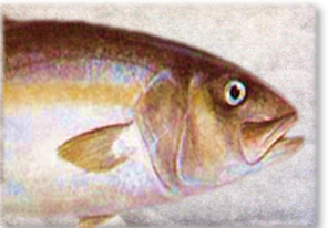 AMBERJACK_9566.png