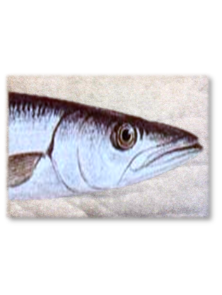 BARRACUDA.png
