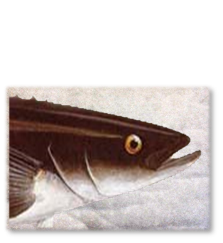 COBIA_PAD.png