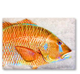 DOG_TOOTH_SNAPPER_PAD.png