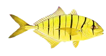 GLODEN_3.png