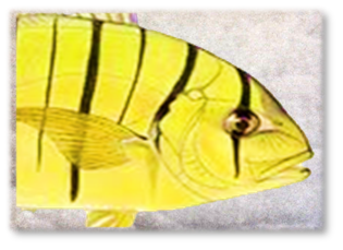 GOLDEN_JACK_PAD.png