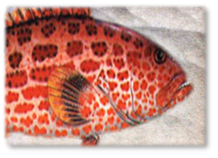 GROUPER_PAD.png