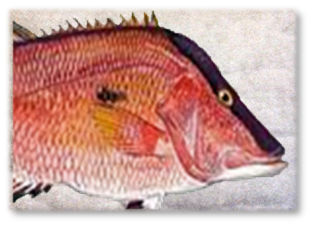HOG_FISH_PAD.png
