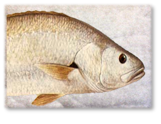 JEW_FISH.png