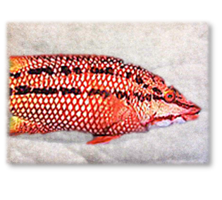MEXICAN_HOG_FISH_PAD.png