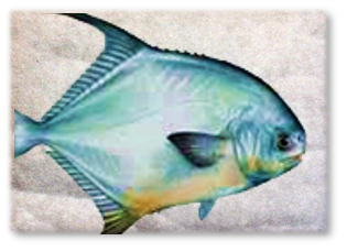 PERMIT_PAD.png