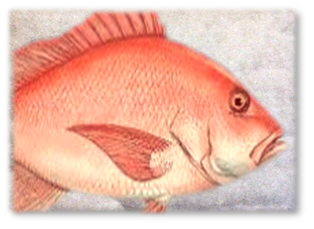 RED_SNAPPER_PAD.png