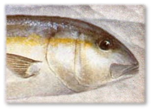 SAMSON_FISH.png