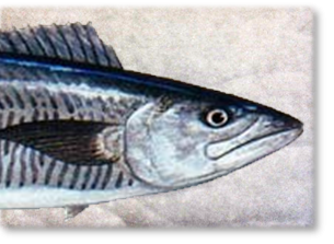 SPANISH_MACKEREL_PAD_3457.png