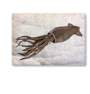 SQUID_PAD.png