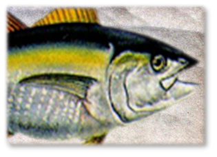 TUNA_PAD.png