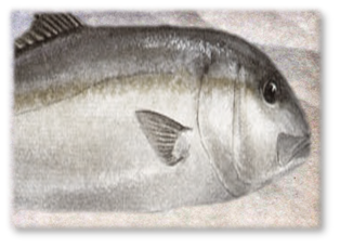 WHITE_MUSSELCRACKER_PAD.png