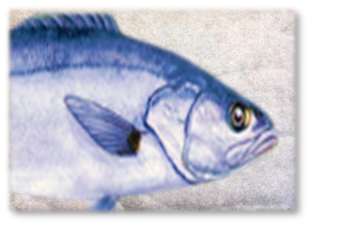 WHITE_SEA_BASS_PAD.png